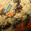 Nudibranch
