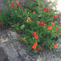 Lantana
