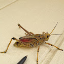 Eastern Lubber grasshopper