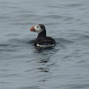 Atlantic Puffin