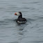 Atlantic Puffin