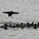 American coot