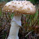 Amanita crenulata