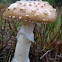 Amanita crenulata