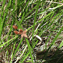 Leafy three-square
