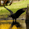 Black Vulture