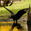 Black Vulture