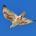 Ferruginous Hawk