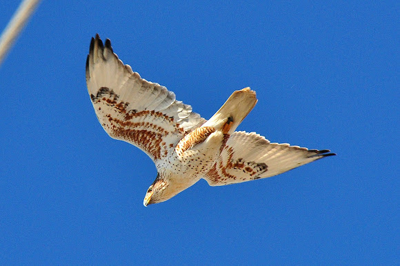 Spotting Image 1