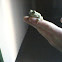 Tree frog