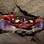 Pacific land crab