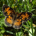 Pearl Crescent
