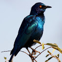 Glossy starling