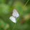 Eastern Tailed-Blue