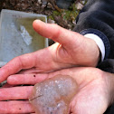 Spotted salamander egg mass