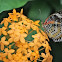 Lacewing Butterfly