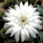 Miniature Barrel Cactus