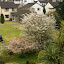 Small Tree