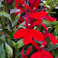 Just Red
