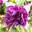 Fuschia