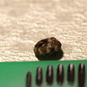 Varied Carpet Beetle