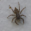 Jumping spider