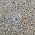 Snail