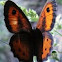 Insect
