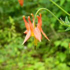 Western Columbine