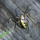 Garden spider