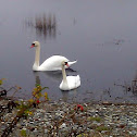 Mute Swan