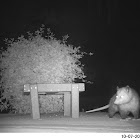 Virginia Opossum