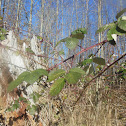 Himalayan Blackberry