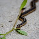 Eastern Garter Snake