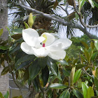 Little Gem Magnolia