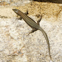 Lagartija colilarga (es)