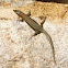 Lagartija colilarga (es)