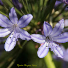 Lily Of The Nile
