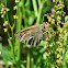 Common Ringlet