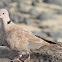 Tortola turca