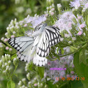 common jejebell