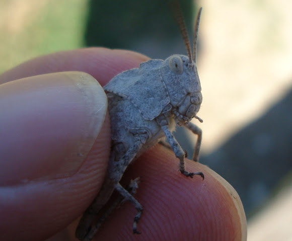 Spotting Image 1