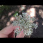 Queen Anne's Lace