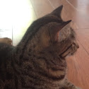 Tabby Cat