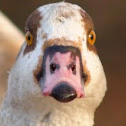 Egyptian Goose