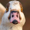 Egyptian Goose