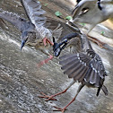 Juvenile Black-crowned Night Heron,