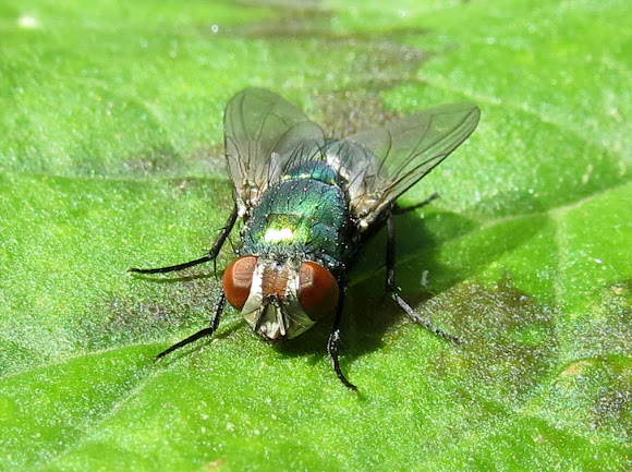 Spotting Image 1