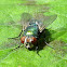 Green bottle blowfly