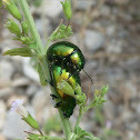 Beetle sp